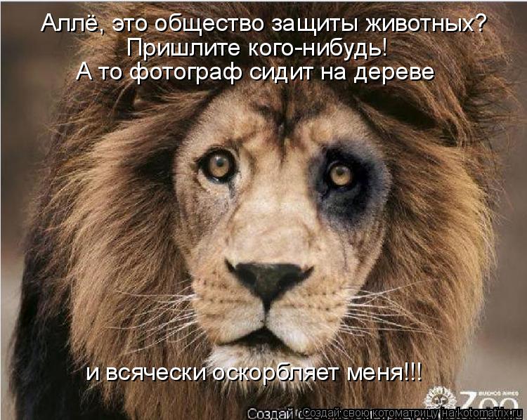 Котоматрица: Аллё, это общество защиты животных? А то фотограф сидит на дереве  Пришлите кого-нибудь! и всячески оскорбляет меня!!!