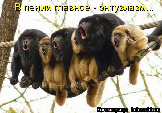 Котоматрица: В пении главное - энтузиазм...