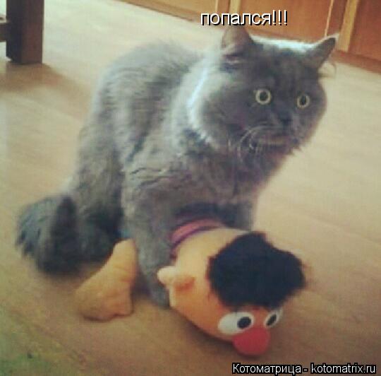 Котоматрица: попался!!!