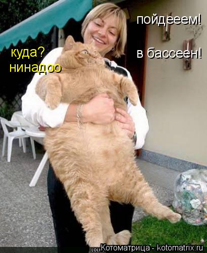 Котоматрица: куда? нинадоо пойдееем!  в бассеен!