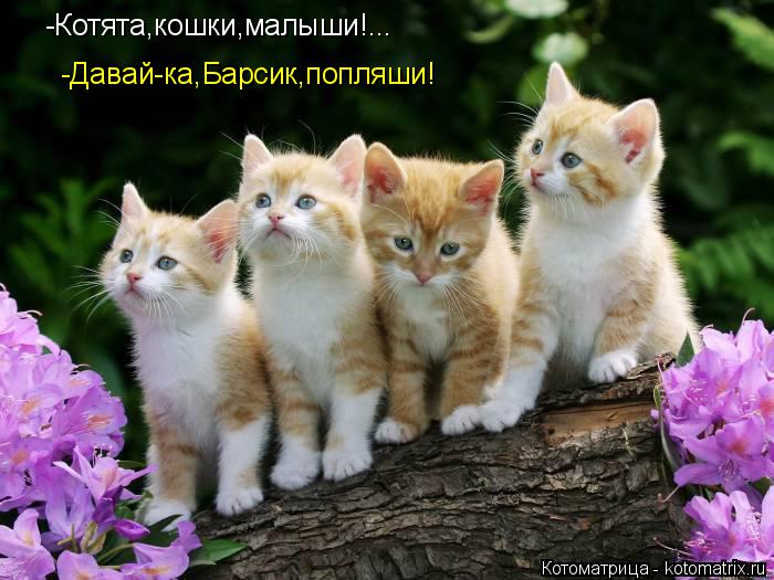 Котоматрица: -Котята,кошки,малыши!... -Давай-ка,Барсик,попляши!