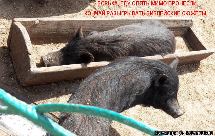 Котоматрица: - БОРЬКА, ЕДУ ОПЯТЬ МИМО ПРОНЕСЛИ.  КОНЧАЙ РАЗЫГРЫВАТЬ БИБЛЕЙСКИЕ СЮЖЕТЫ!