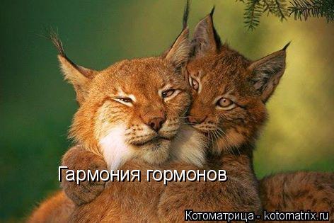 Котоматрица: Гармония гормонов
