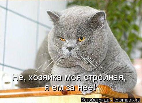 Котоматрица: я ем за нее! Не, хозяйка моя стройная,