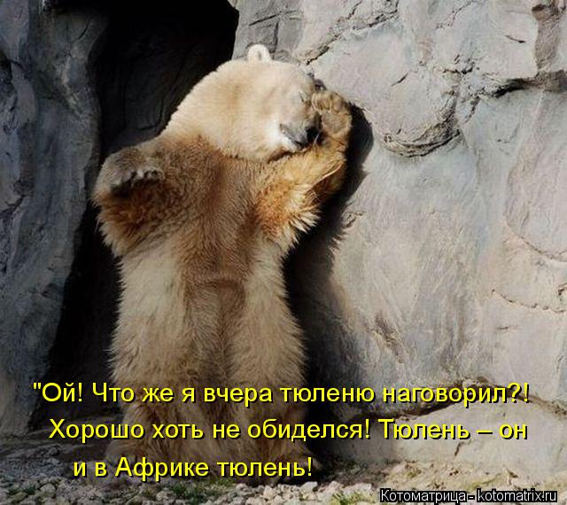Котоматрица: Хорошо хоть не обиделся! Тюлень – он и в Африке тюлень! "Ой! Что же я вчера тюленю наговорил?!