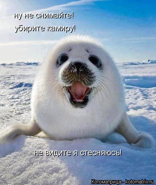 Котоматрица: ну не снимайте! убирите камиру! не видите я стесняюсь!