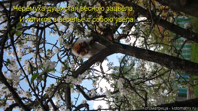 Котоматрица: Чёрёмуха душистая весною зацвела, И котиков в веселье с собою увела.