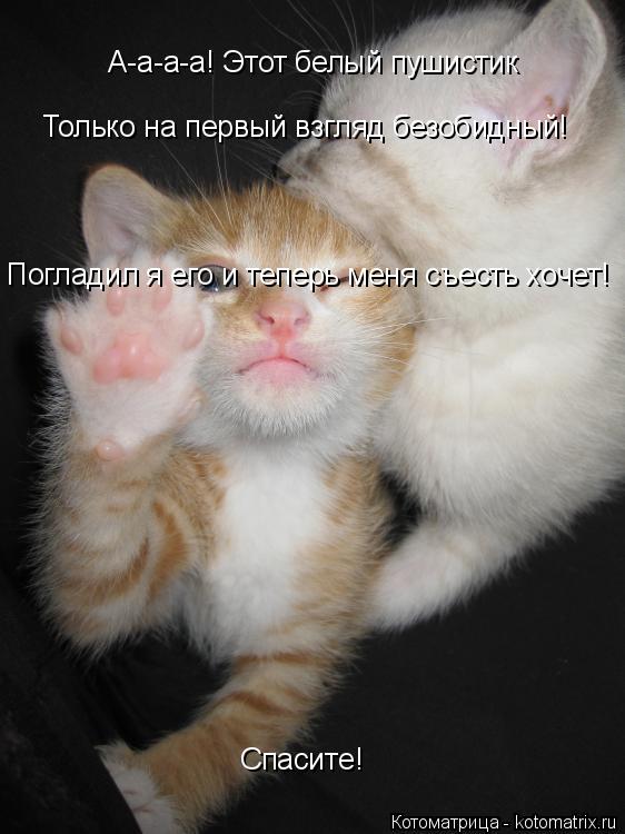 Котоматрица: А-а-а-а! Этот белый пушистик Только на первый взгляд безобидный! Погладил я его и теперь меня съесть хочет! Спасите!