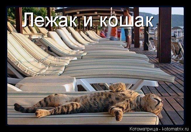 Котоматрица: Лежак и кошак