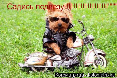 Котоматрица: Садись подвезу!!!!!!!!!!!!!!!!!!!""""