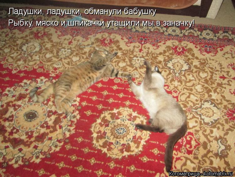 Котоматрица: Ладушки, ладушки, обманули бабушку Рыбку, мяско и шпикачки утащили мы в заначку!