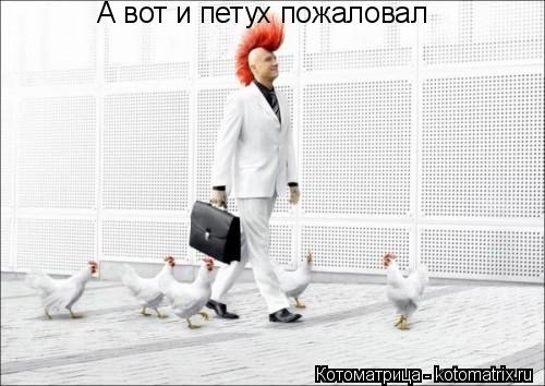Котоматрица: А вот и петух пожаловал