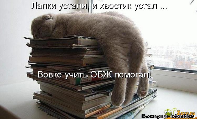 Котоматрица: Лапки устали, и хвостик устал ... Вовке учить ОБЖ помогал!