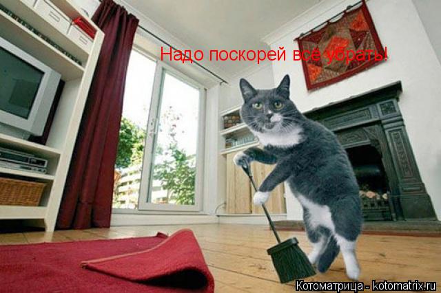 Котоматрица: Надо поскорей всё убрать!