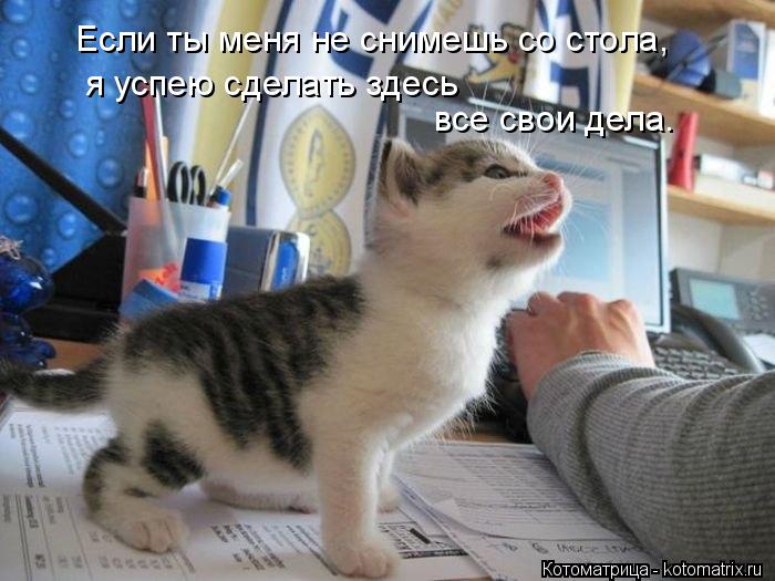 Котоматрица: Если ты меня не снимешь со стола, я успею сделать здесь все свои дела.