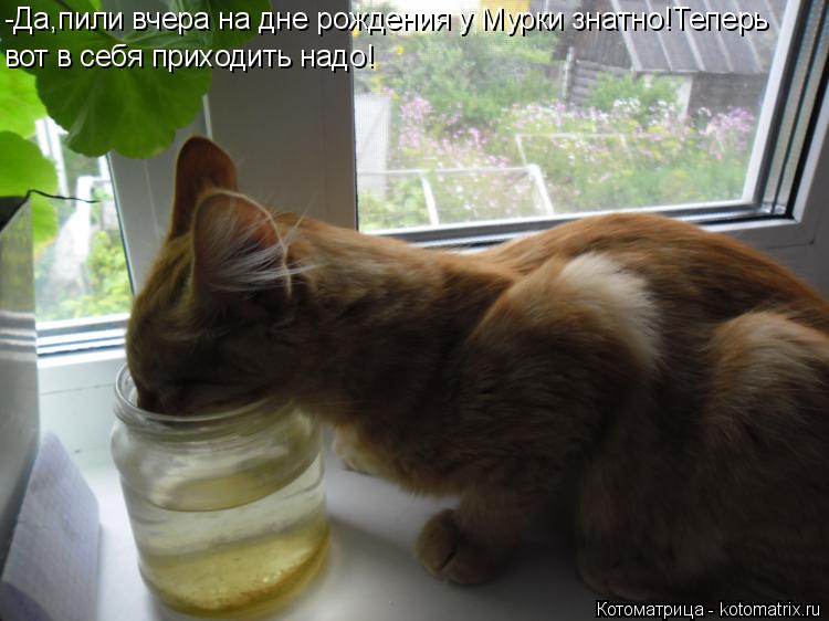 Котоматрица: -Да,пили вчера на дне рождения у Мурки знатно!Теперь вот в себя приходить надо!