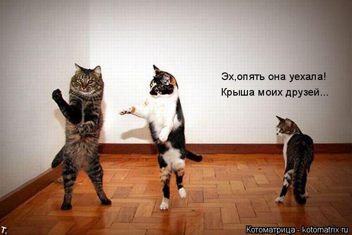 Котоматрица: Эх,опять она уехала! Крыша моих друзей...