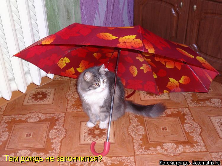 Котоматрица: Там дождь не закончился?