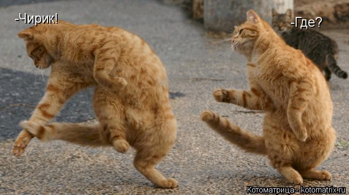 Котоматрица: -Чирик! -Где?
