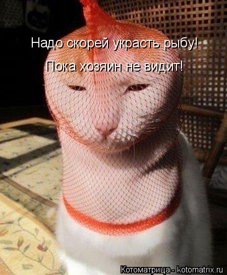 Котоматрица: Надо скорей украсть рыбу! Пока хозяин не видит!