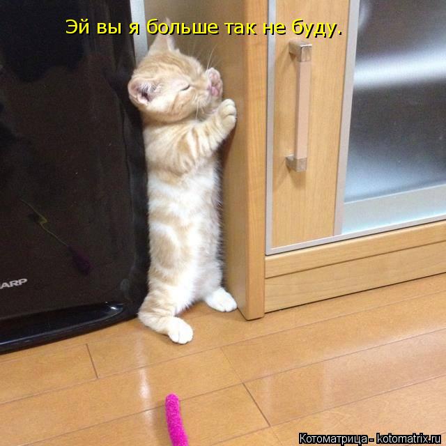 Котоматрица: Эй вы я больше так не буду.