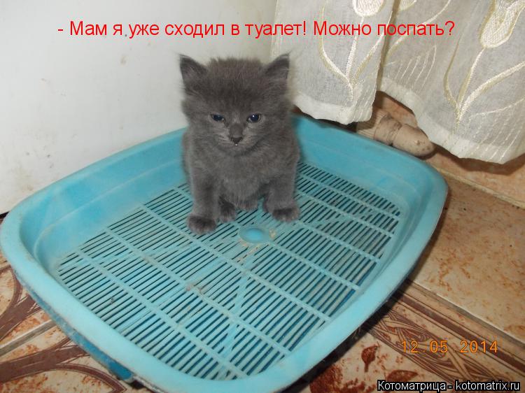 Котоматрица: - Мам я уже сходил в туалет! Можно поспать?