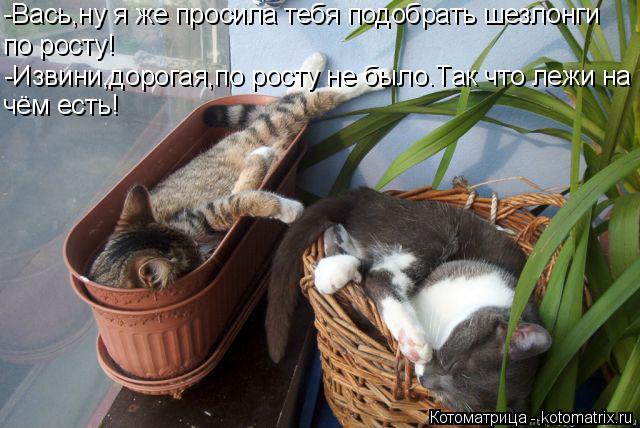 Котоматрица: -Вась,ну я же просила тебя подобрать шезлонги по росту! -Извини,дорогая,по росту не было.Так что лежи на чём есть!