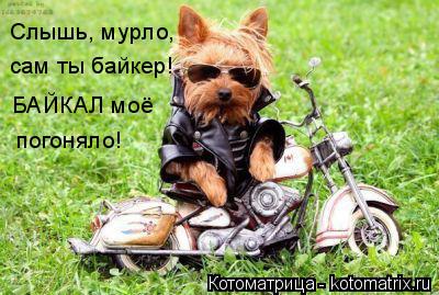 Котоматрица: БАЙКАЛ моё погоняло! сам ты байкер! Слышь, мурло,