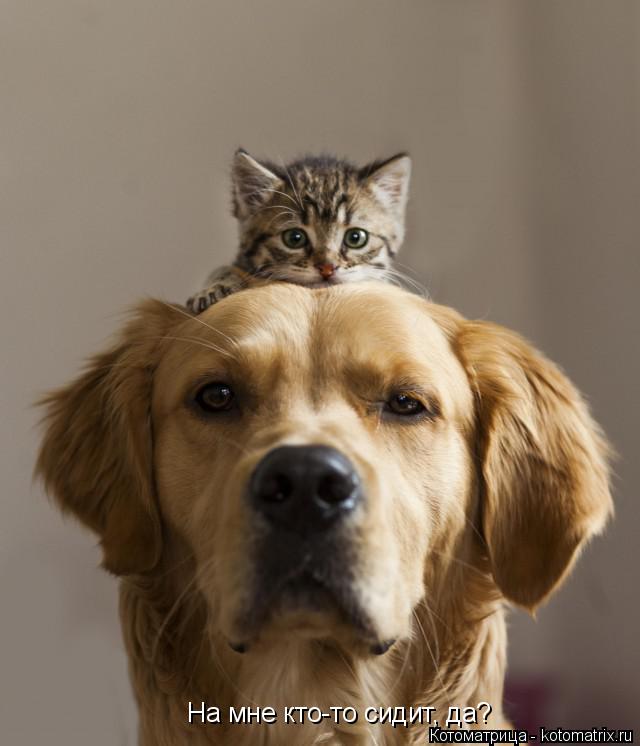 Котоматрица: На мне кто-то сидит, да?