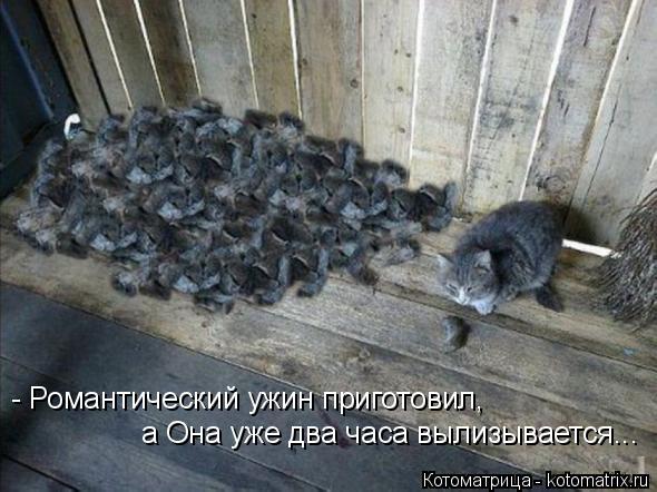 Котоматрица: - Романтический ужин приготовил, а Она уже два часа вылизывается...