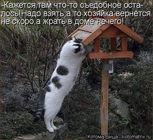 Котоматрица: -Кажется,там что-то съедобное оста- лось!Надо взять,а то хозяйка вернётся не скоро,а жрать в доме нечего!
