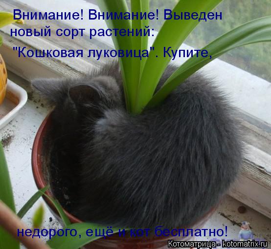 Котоматрица: Внимание! Внимание! Выведен новый сорт растений:  "Кошковая луковица". Купите,  недорого, ещё и кот бесплатно!