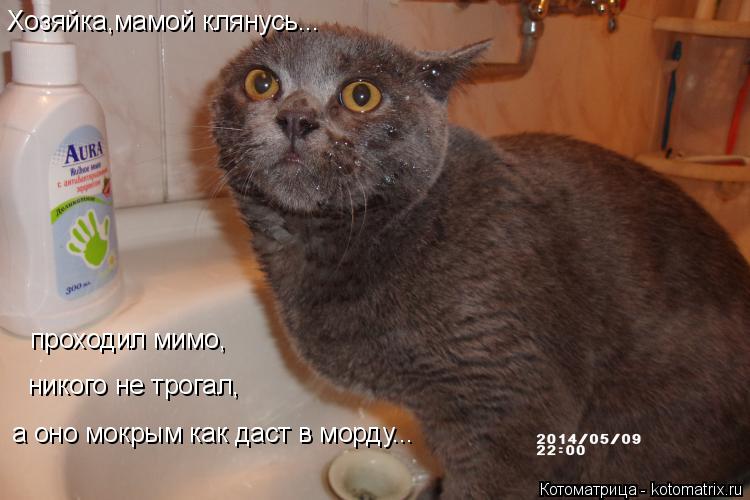 Котоматрица: Хозяйка,мамой клянусь... проходил мимо, никого не трогал, а оно мокрым как даст в морду...