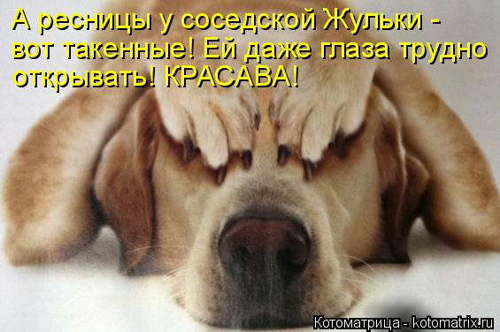 Котоматрица: А ресницы у соседской Жульки -  вот такенные! Ей даже глаза трудно  открывать! КРАСАВА!