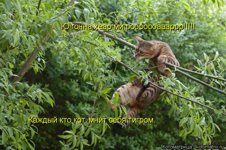 Ю гонна хеар ми рооооооаааррр!!!!! Каждый кто кот, мнит себя тигром.... Котоматрица: Ю гонна хеар ми рооооооаааррр!!!!! Каждый кто кот, мнит себя тигром.