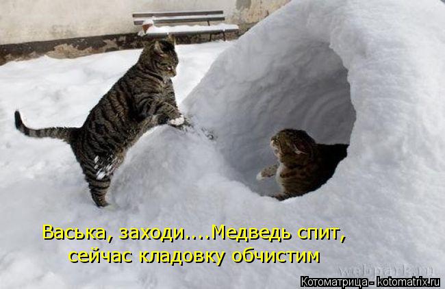 Котоматрица: Васька, заходи....Медведь спит,   сейчас кладовку обчистим