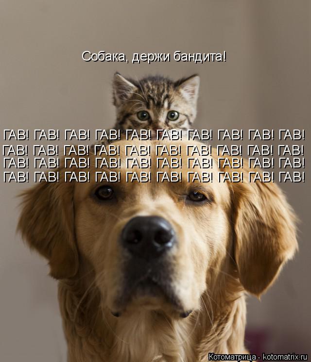 Котоматрица: Собака, держи бандита! ГАВ! ГАВ! ГАВ! ГАВ! ГАВ! ГАВ! ГАВ! ГАВ! ГАВ! ГАВ! ГАВ! ГАВ! ГАВ! ГАВ! ГАВ! ГАВ! ГАВ! ГАВ! ГАВ! ГАВ! ГАВ! ГАВ! ГАВ! ГАВ! ГАВ! ГАВ! ГАВ