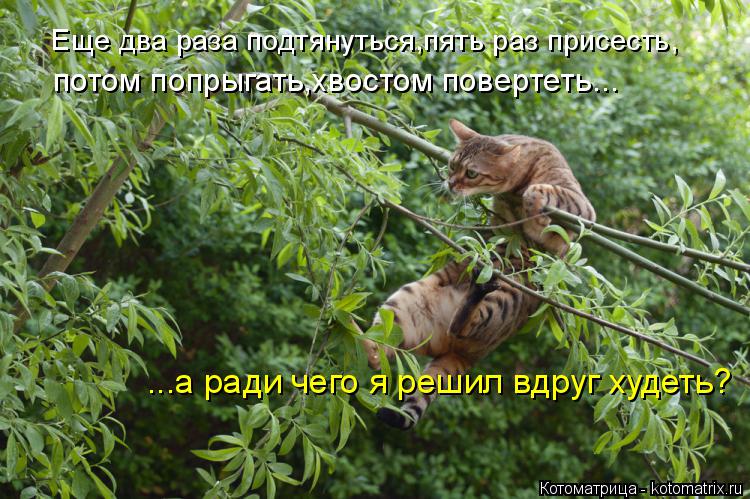 Котоматрица: Еще два раза подтянуться,пять раз присесть, потом попрыгать,хвостом повертеть... ...а ради чего я решил вдруг худеть?