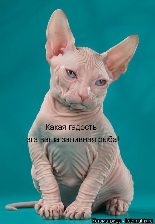 Котоматрица: Какая гадость  эта ваша заливная рыба!