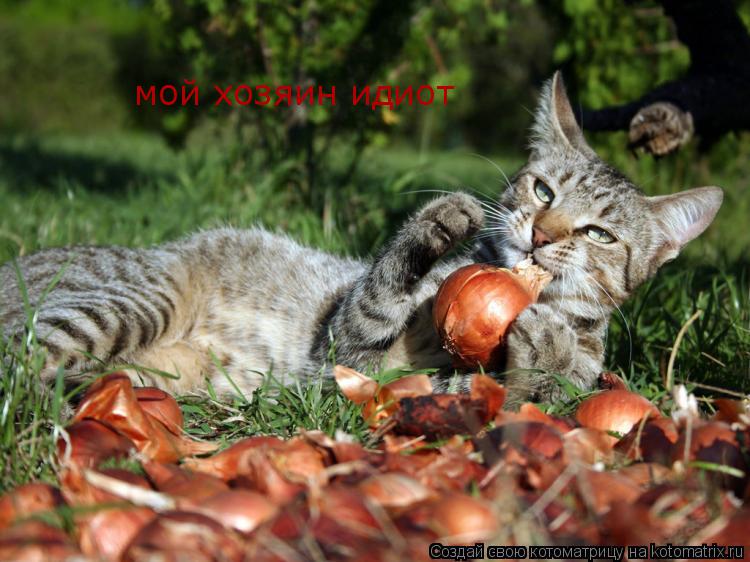 Котоматрица: мой хозяин идиот