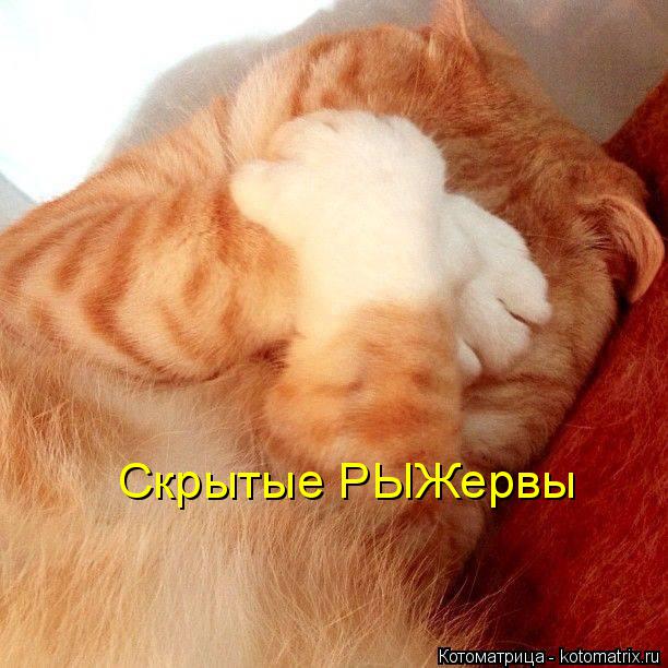 Котоматрица: Скрытые РЫЖервы