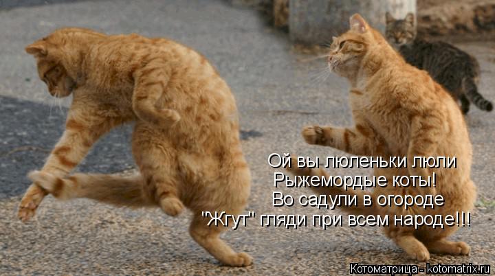 Котоматрица: Ой вы люленьки люли Рыжемордые коты! Во садули в огороде "Жгут" гляди при всем народе!!!
