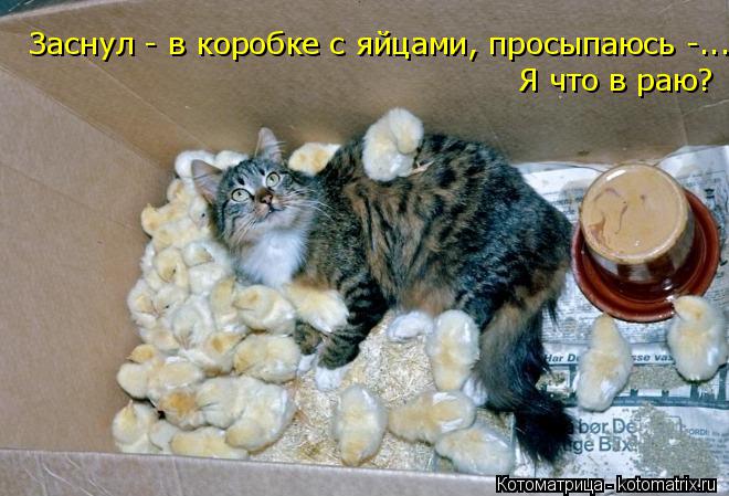 Котоматрица: Заснул - в коробке с яйцами, просыпаюсь -...  Я что в раю?