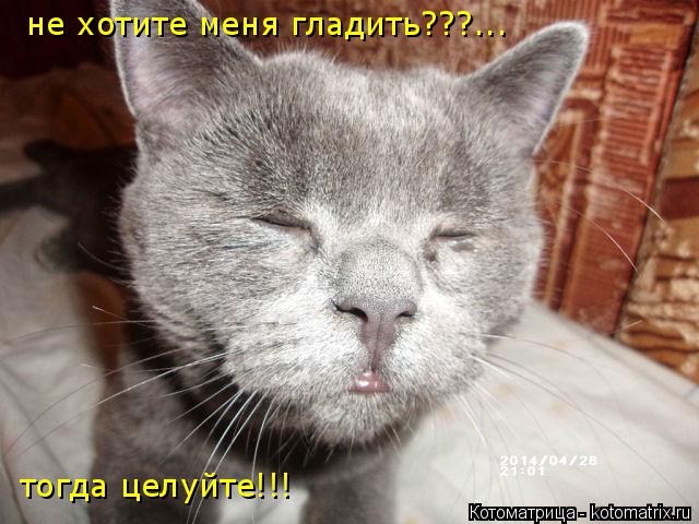 Котоматрица: не хотите меня гладить???... тогда целуйте!!!
