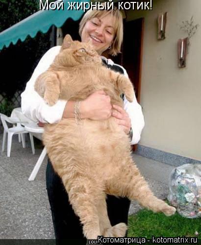 Котоматрица: Мой жирный котик!