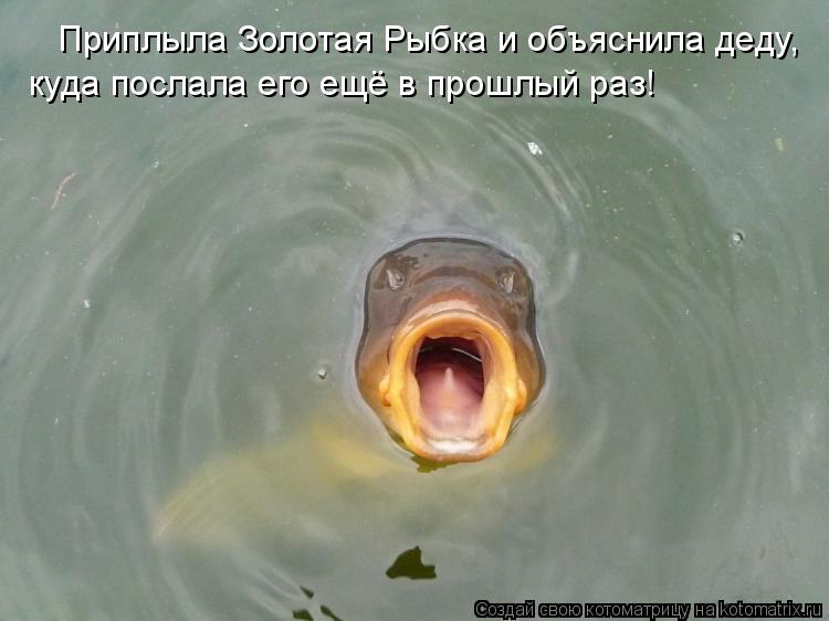 Котоматрица: Приплыла Золотая Рыбка и объяснила деду, куда послала его ещё в прошлый раз!