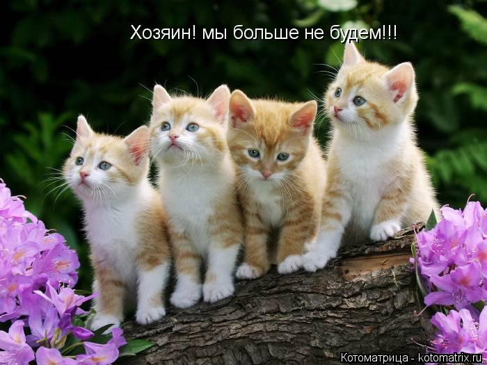 Котоматрица: Хозяин! мы больше не будем!!!