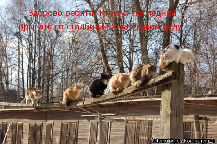 Котоматрица: Здорово ребята! Кто тут последний  прыгать со столбика? Я за Рыжим буду