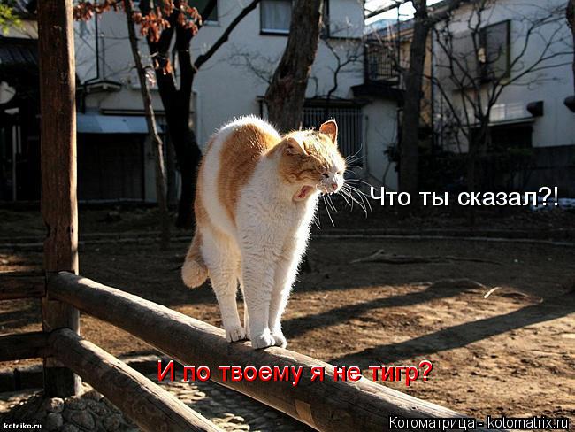 Котоматрица: Что ты сказал?! Что ты сказал?! И по твоему я не тигр? И по твоему я не тигр?