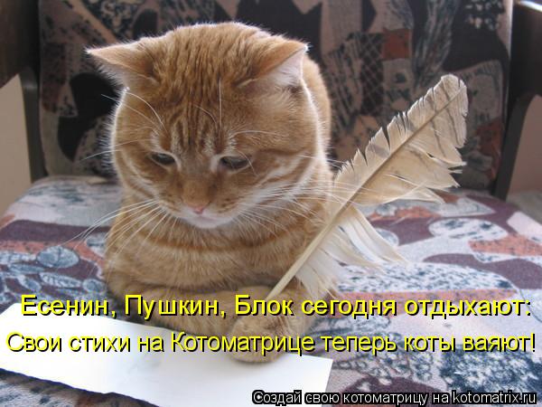 Котоматрица: Есенин, Пушкин, Блок сегодня отдыхают: Свои стихи на Котоматрице теперь коты ваяют!